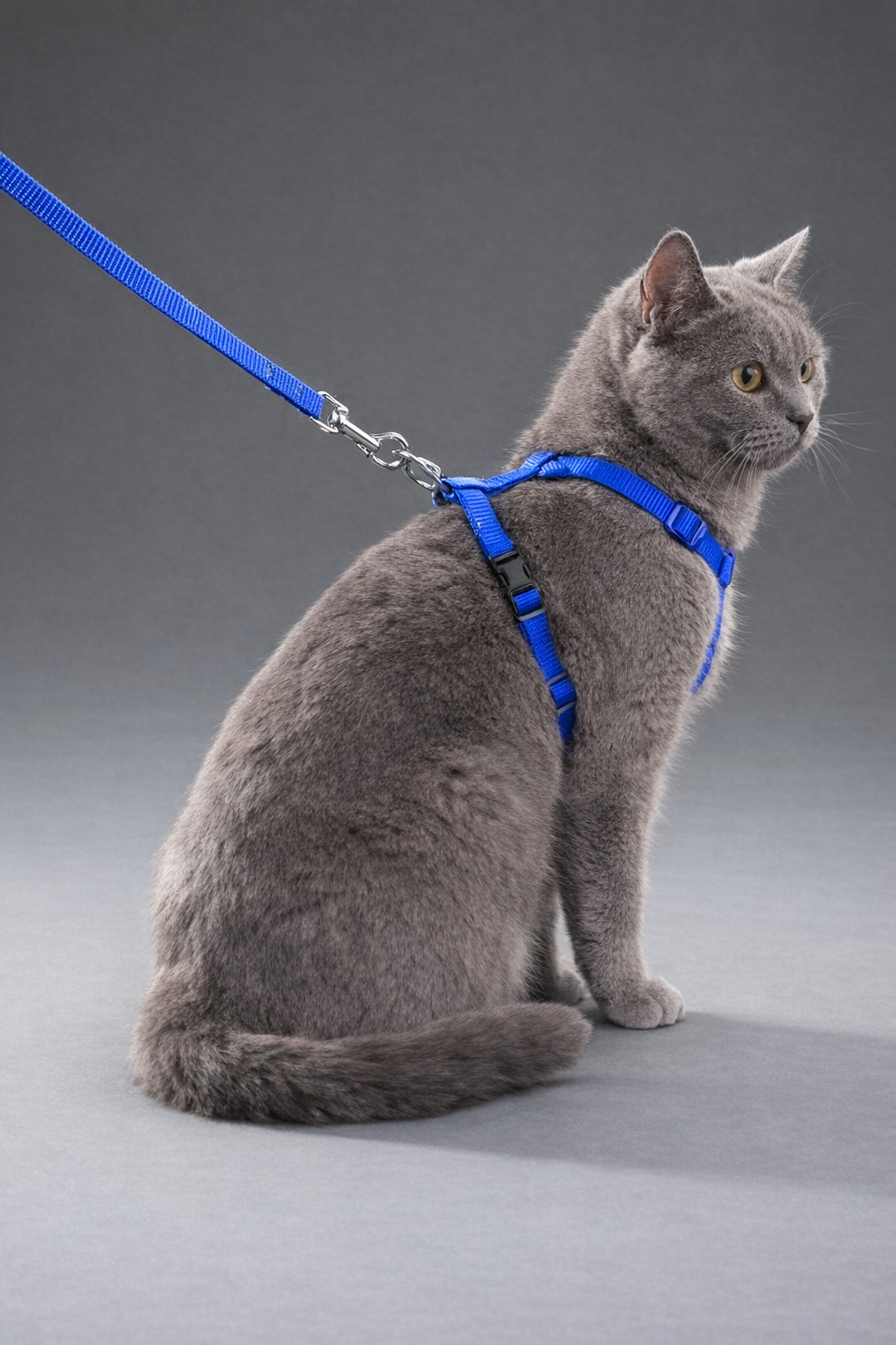 Ayarlanabilir Kedi Göğüs Tasması ve Gezdirme Seti