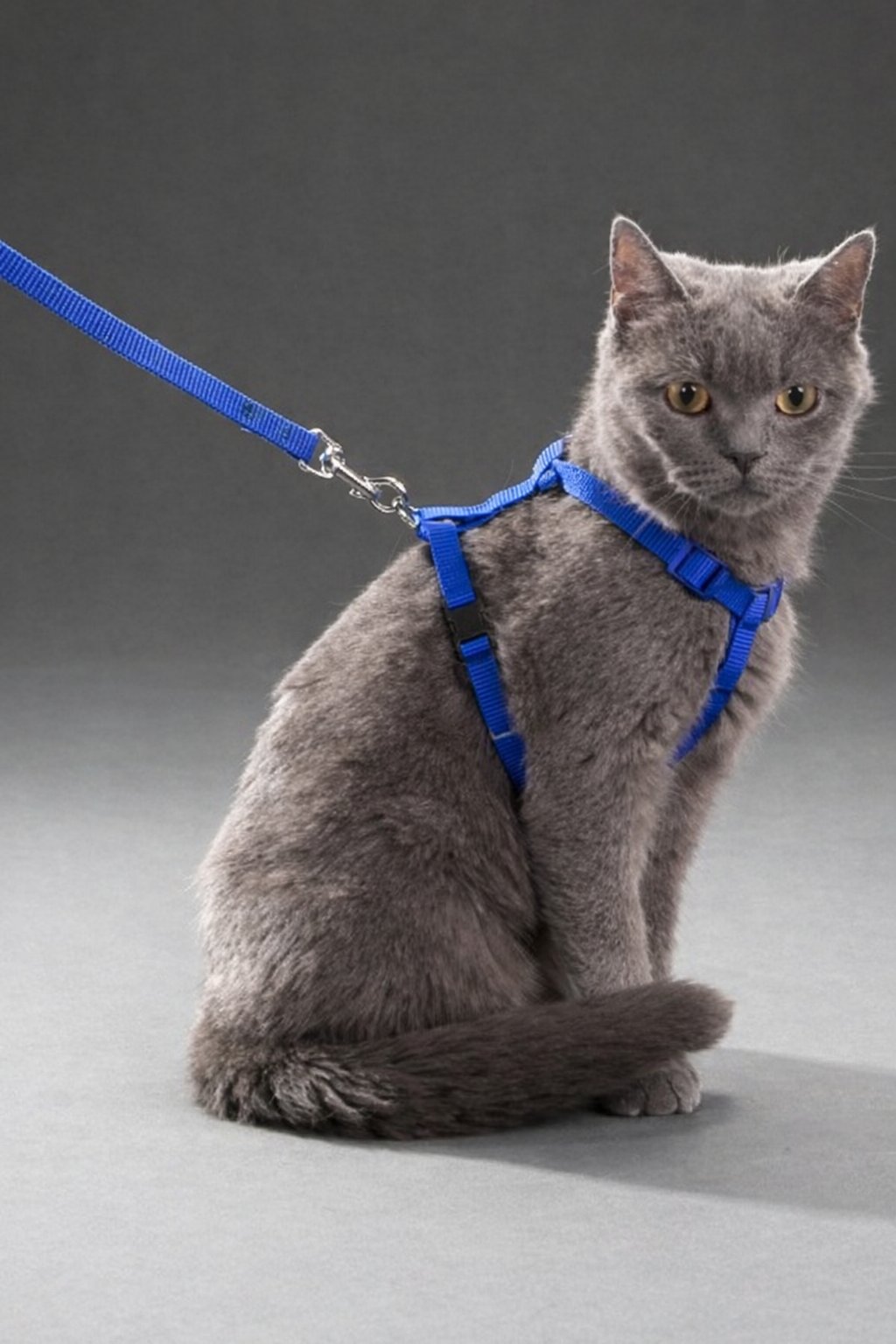 Ayarlanabilir Kedi Göğüs Tasması ve Gezdirme Seti