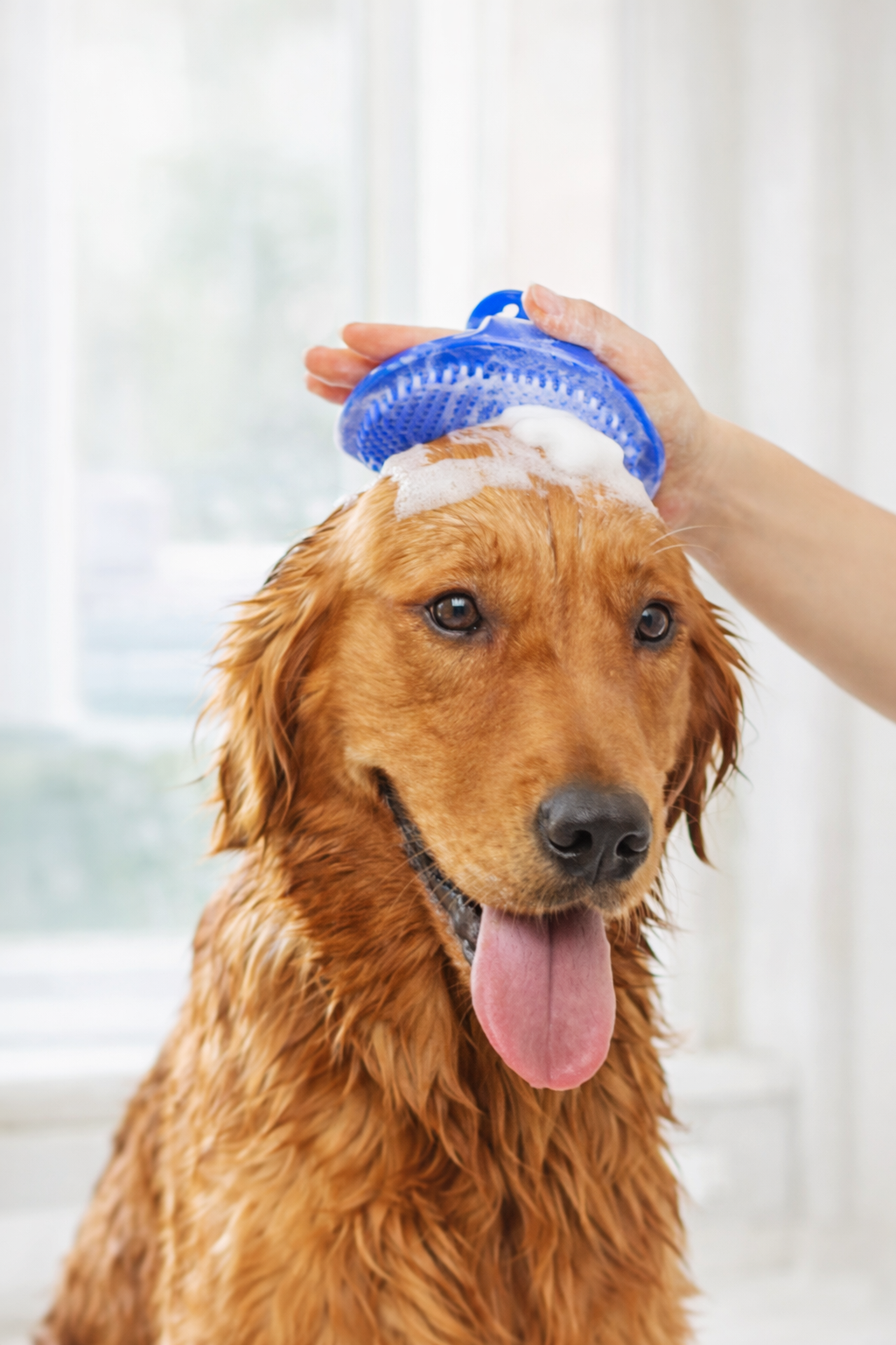 Petlora Silikon Tüy Toplayıcı & Yıkama Fırçası (Kedi & Köpek)